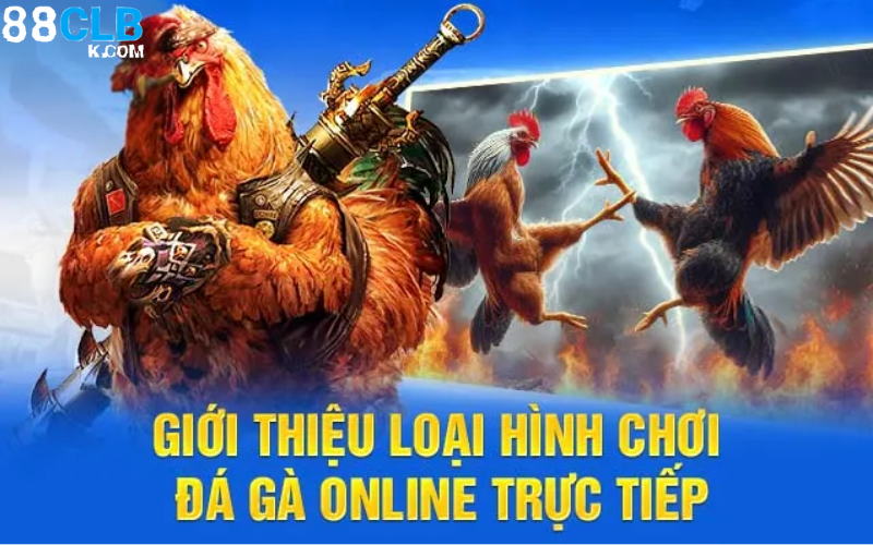 Xem gà chọi Thomo trực tiếp hấp dẫn