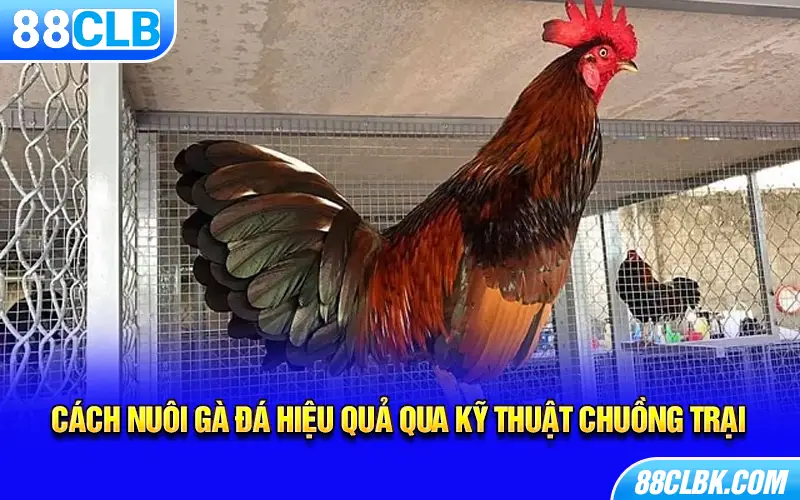 Cách nuôi gà đá hiệu quả qua kỹ thuật chuồng trại