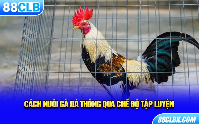 Cách nuôi gà đá thông qua chế độ tập luyện