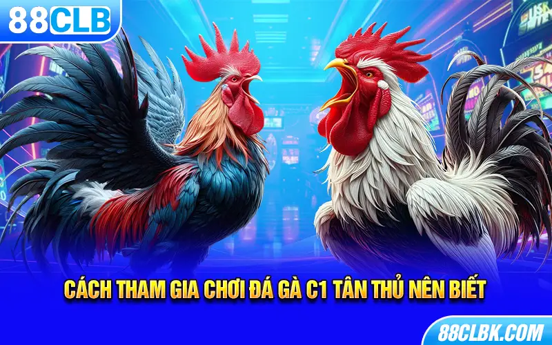 Cách tham gia chơi đá gà c1 tân thủ nên biết