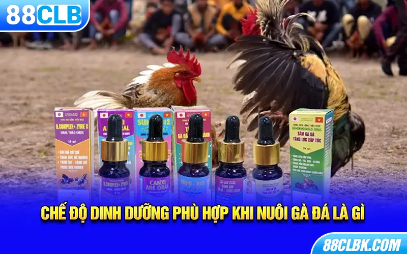 Chế độ dinh dưỡng phù hợp khi nuôi gà đá là gì