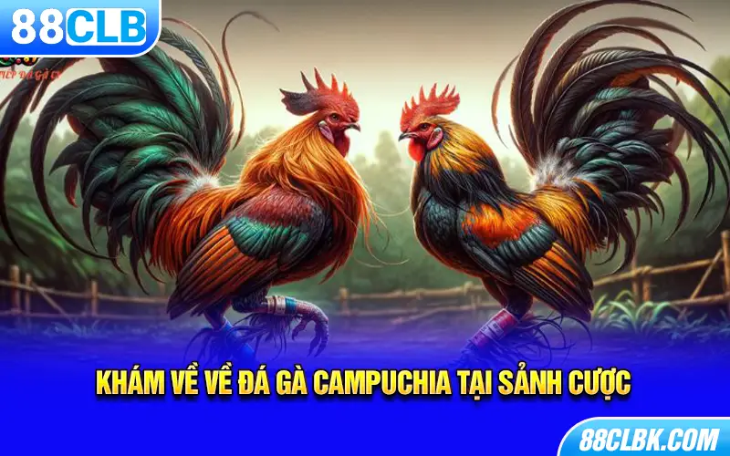 Khám về về đá gà Campuchia tại sảnh cược